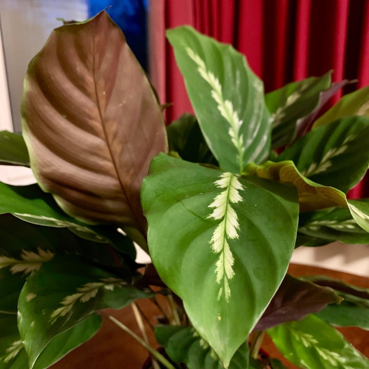 Plant image Calathea 'Maui Queen'