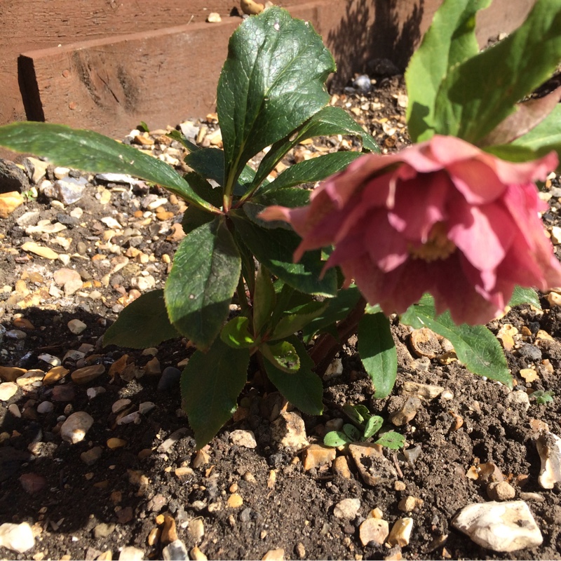 Plant image Helleborus x hybridus 'Pink Lady' (Lady Series)