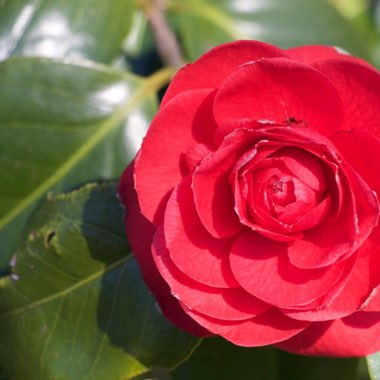 Camellia