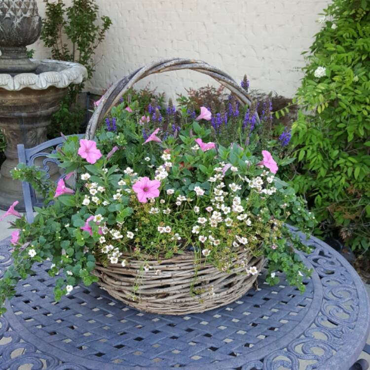 Plant image Petunia Tidal Wave 'Purple Hybrid'