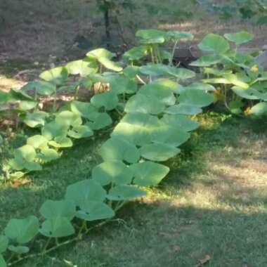 Cucurbita Maxima 'Jack O'Lantern'