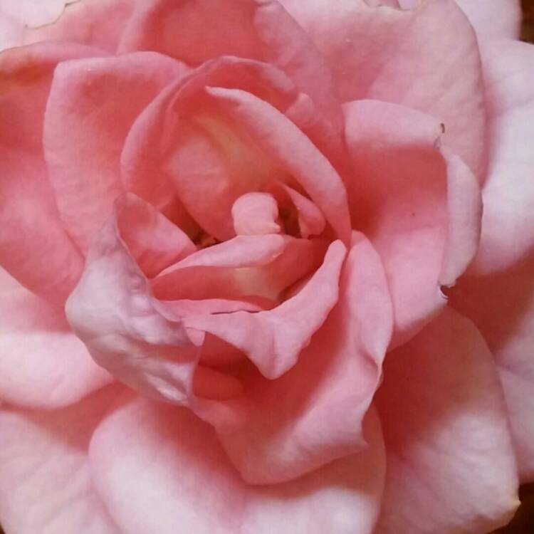 plant image 246154