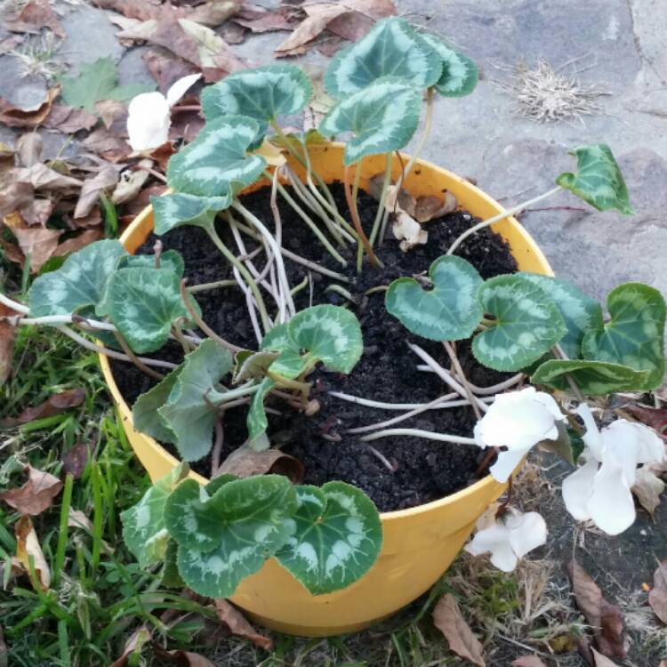 Plant image Cyclamen hederifolium subsp. hederifolium f. albiflorum 'Album'