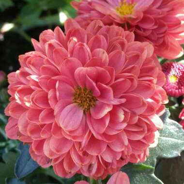 Chrysanthemum