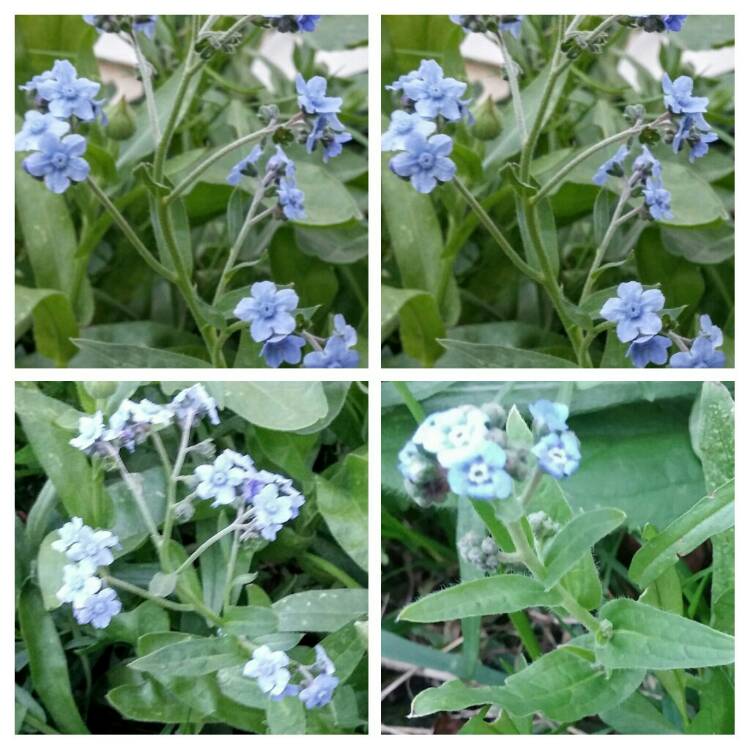 Plant image Myosotis 'Sylvia Blue'