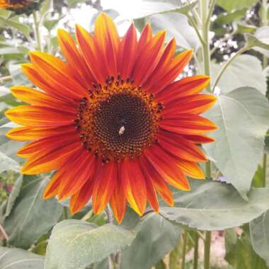 Helianthus annuus 'Crimson Queen'