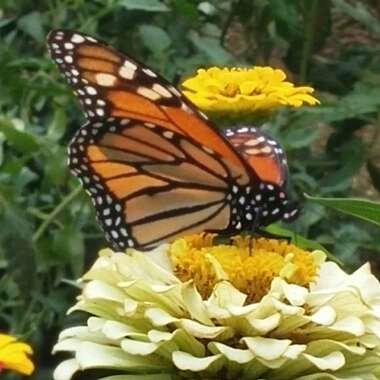 Zinnia elegans