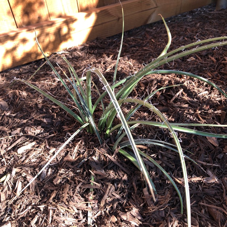 Plant image Hesperaloe Parviflora