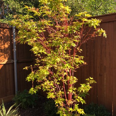 Acer palmatum 'Sango-Kaku'