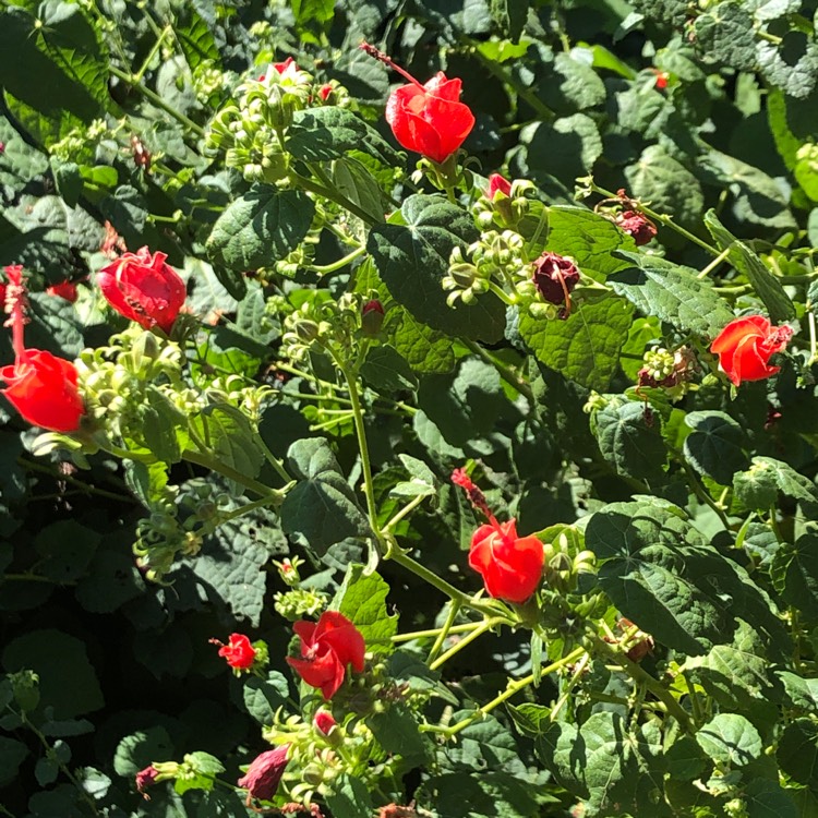 Plant image Malvaviscus arboreus var. Drummondii