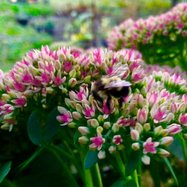 Plant image Sedum Spectabile Variegatum