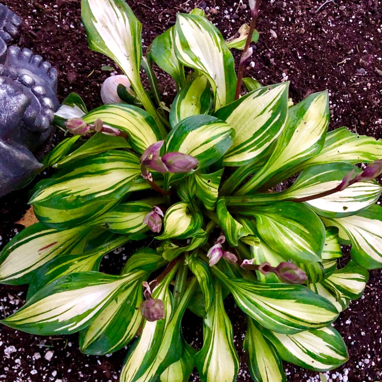 Plant image Hosta 'Blue Ivory'