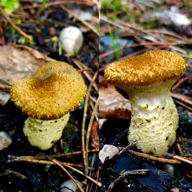 Agaricus campestris