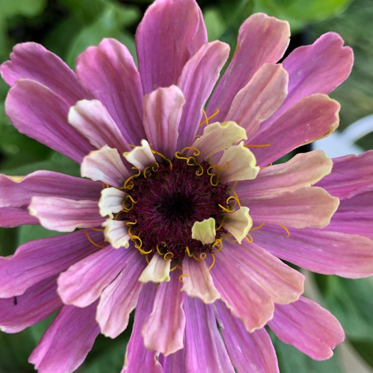 Plant image Zinnia elegans 'Pinca'