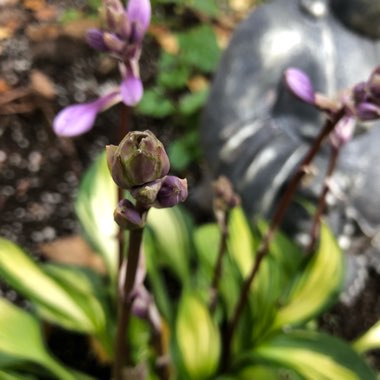 Hosta 'Blue Ivory'