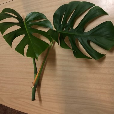 Monstera deliciosa