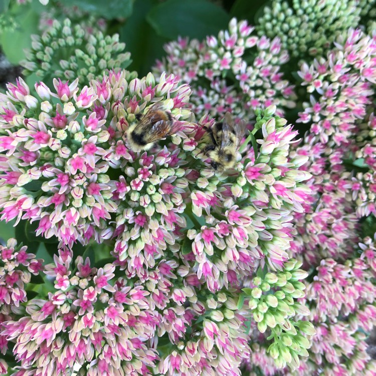 Plant image Sedum Spectabile Variegatum