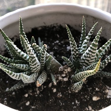 Haworthia Fasciata 'Big Band'