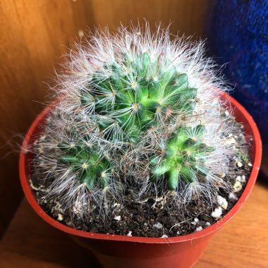 Mammillaria bocasana