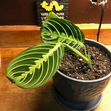 Maranta Leuconeura