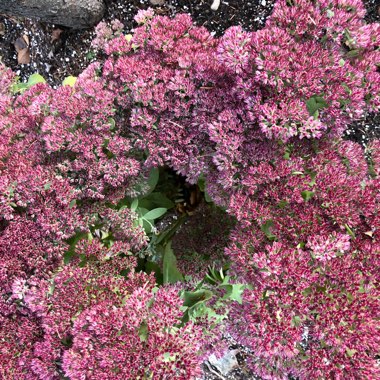 Sedum Spectabile Variegatum