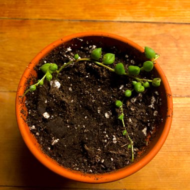 Senecio rowleyanus