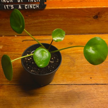 Pilea peperomioides