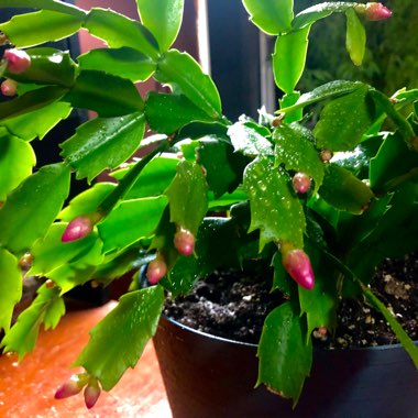 Schlumbergera truncata