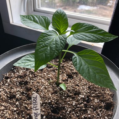 Capsicum 'Orange Bell'