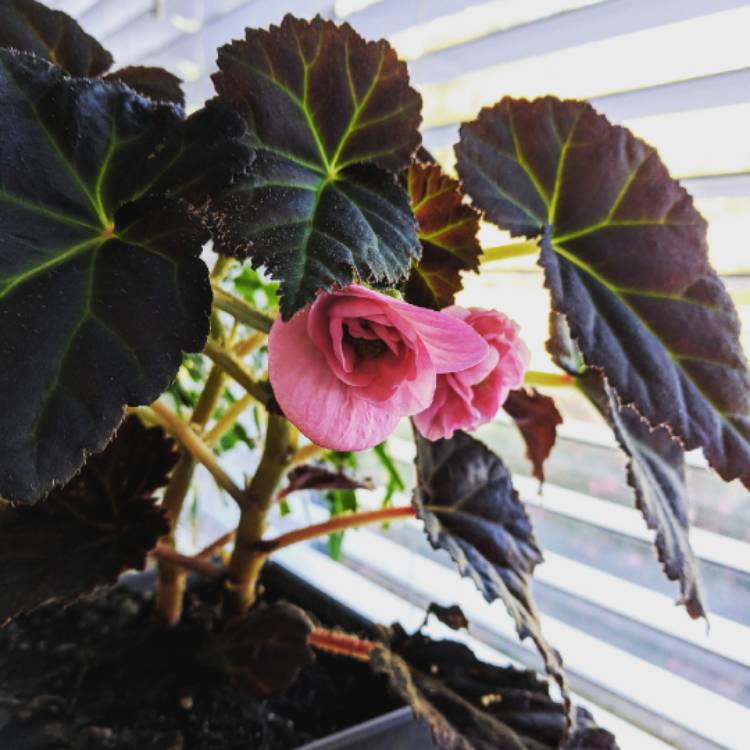 Plant image Begonia 'Nonstop Mocca Mix' (Nonstop Mocca Series)