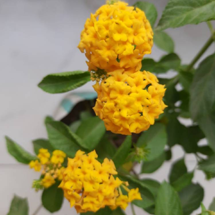 Plant image Lantana 'Depressa'