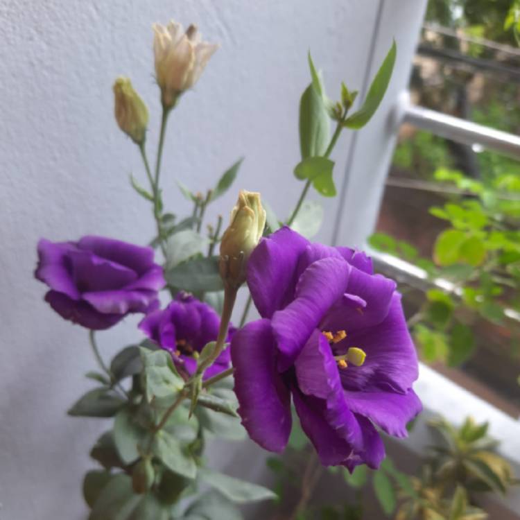 Plant image Eustoma grandiflorum