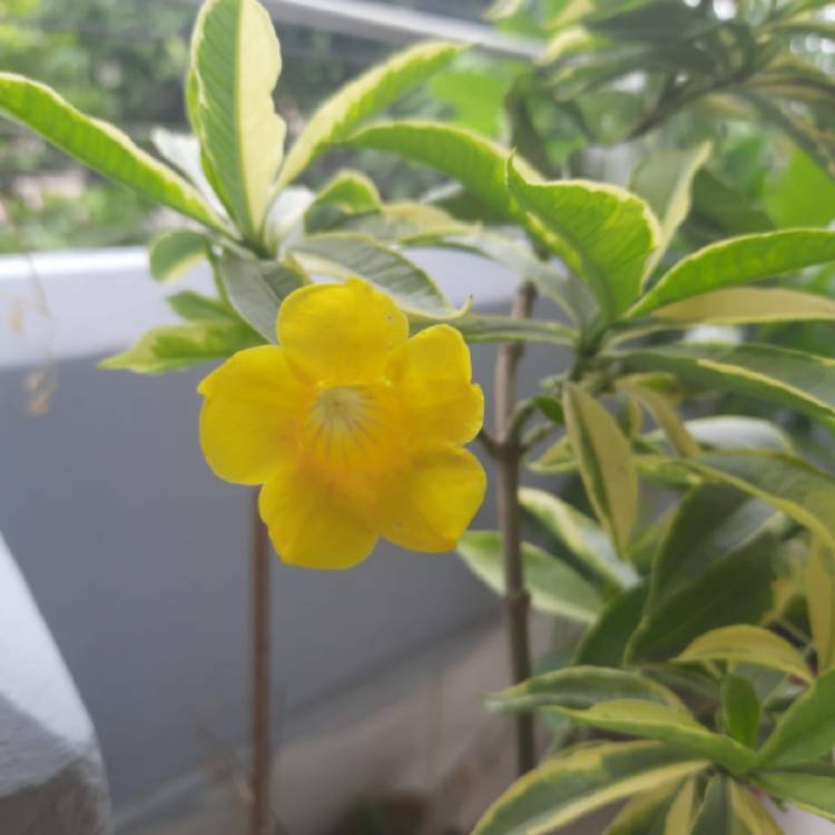 Plant image Allamanda