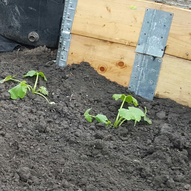 Plant image Cucurbita Pepo var. Cylindrica 'All Green Bush'