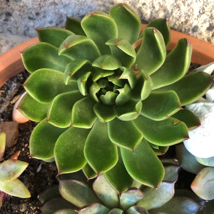 Plant image Echeveria Mira