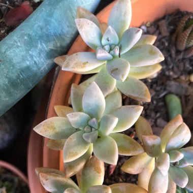 Graptopetalum 'Tricolour'