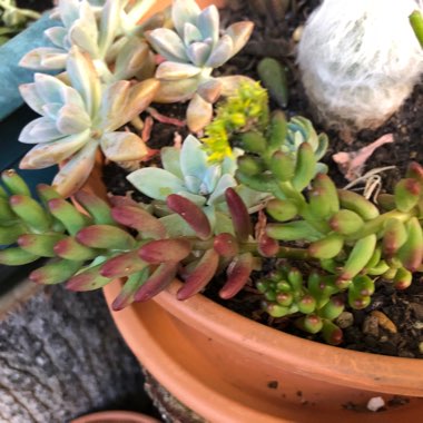 Sedum 'Pink Jelly Beans'