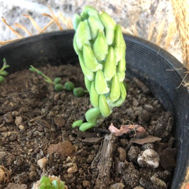 Sedum 'Burro's Tail'