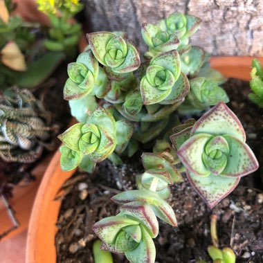 Crassula 'Necklace Vine'