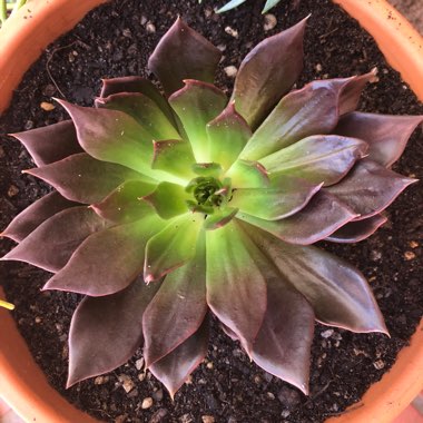 Echeveria 'Black Prince'