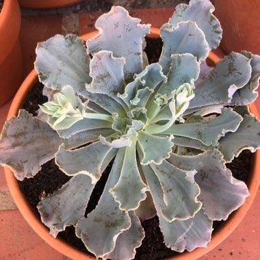 Echeveria Shaviana