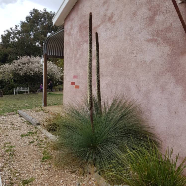 Plant image Xanthorrhoea resinosa