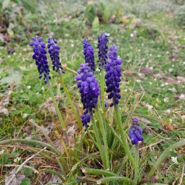 Grape Hyacinth