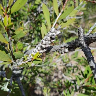 Bottlebrush