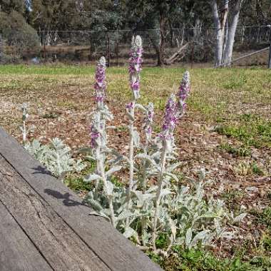 Stachys byzantina 'Helen Von Stein'