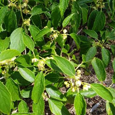 Actinidia arguta 'Issai'