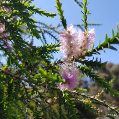 Melaleuca decussata