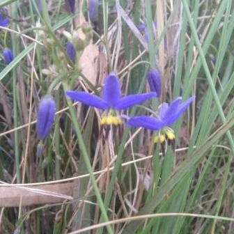 Dianella