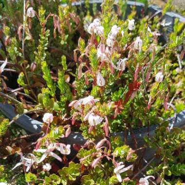 Vaccinium macrocarpon 'Early Black'