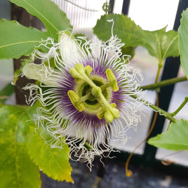 Plant image Passiflora edulis 'Nellie Kelly'